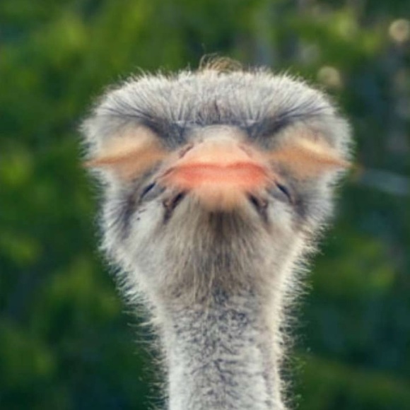 Meet your Posher, Abby - Picture 1 of 1